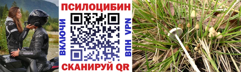Псилоцибиновые грибы мицелий Махачкала